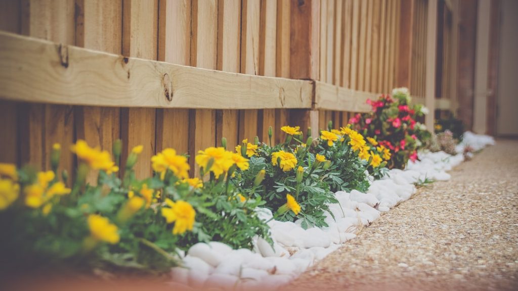 yellow-petaled-flower-beside-wooden-fence-oriflge1cus